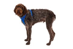 RUFFWEAR Front Range® Harnașament pentru câini Blue Pool XS