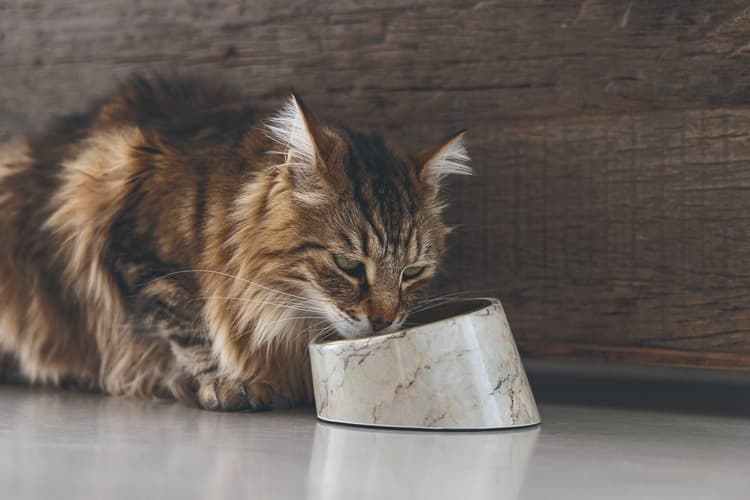 Designed by Lotte Vita Designová miska pro kočky Vzor béžový mramor 160ml