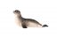Tuleň obecný zooted plast 12cm v sáčku