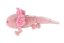 Axolotl mexický plyš 16x30cm 0m+