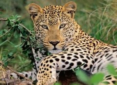 Ravensburger: Leopard 100 kusov