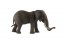 Afrykański słoń zootechniczny