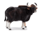 Mojo Gaur býk