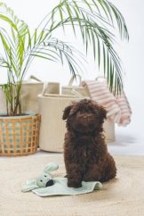 Beeztees Cuddle Mazlící dečka Wuggie Mentolová 31cm