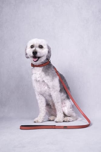 Flamingo Binti Kožený obojek s neoprenem Červená L