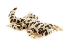 Gecko en peluche