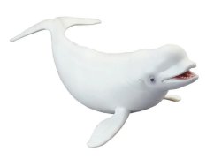 Beluga północna