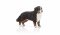 Schleich 16397 Câine de munte bernese, femelă
