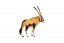 Antilope zoologique du désert