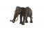 Afrykański słoń zootechniczny
