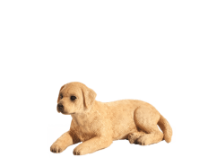 Cățeluș Mojo Labrador