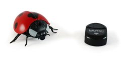 Coccinelle sur télécommande