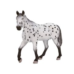 Mojo Appaloosa Stallion