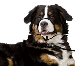 Karlie Muzzle single fekete XL