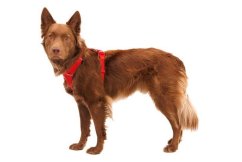 RUFFWEAR Harnașament pentru câini Front Range® Red Canyon L/XL