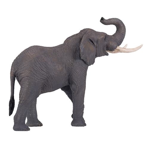 Eléphant Mojo africain