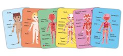 Puzzle magnetic - Corpul uman