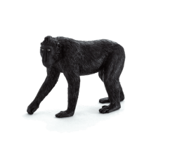 Mojo Macaque Crested