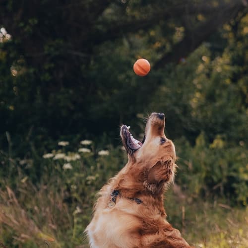 Beco Fetch Ball Hračka pro psy oranžová 6,5cm