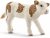 Animaux domestiques