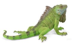 Leguán
