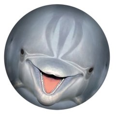 Minge subacvatică - delfin