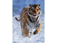 RAVENSBURGER-Tiger na snehu 500d - puzzle