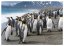 DINO Puzzle Pinguini 1000 piese