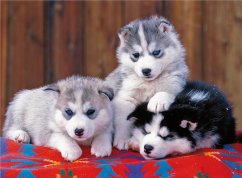 Šteniatka husky 200 kusov XXL