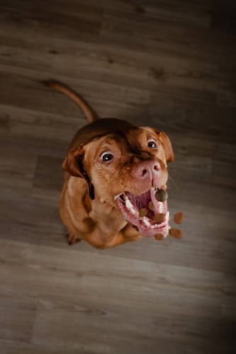 ALMI Medium Adult 12kg