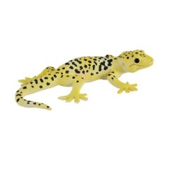 Mojo Gecko nocny gekon