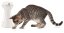FroliCat® Multi-Laser Toy