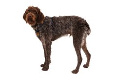 RUFFWEAR Front Range® Harnașament pentru câine Moonlight Mountains M