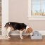 PetSafe® Fontánka 3,7l
