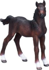 Mojo Colt Hanoverian maro