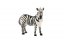 Zebra horská zooted
