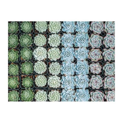 Galison Puzzle reversibile Succulente 500 pezzi