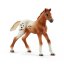 Schleich 42433 Set di cavalli Appaloosa e accessori per l'addestramento