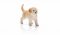 Schleich 16396 Cachorro de Golden Retriever