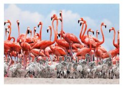 Puzzle DINO 500 flamants roses