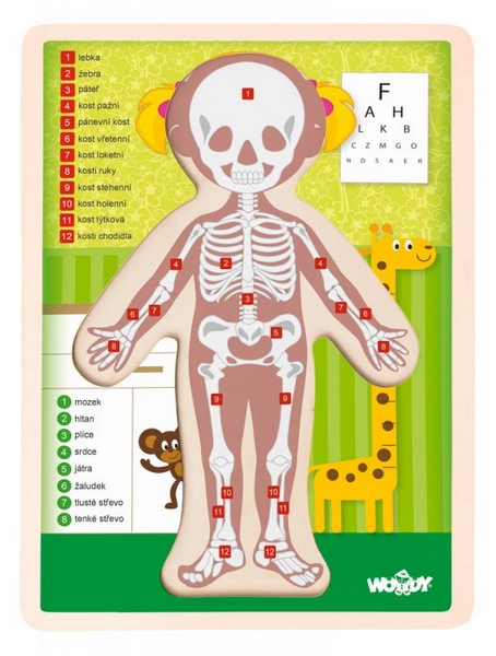 Puzzle "Lidské tělo" - Holka CZ