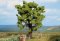 Noch PROFI Oak 15 cm