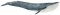 Schleich 14806 Modrá velryba