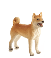 Mojo Dog shiba-inu