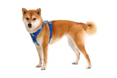 RUFFWEAR Front Range® Harnașament pentru câine Coastal Mountains L/XL