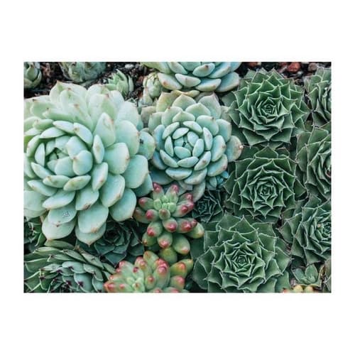 Galison Puzzle reversibile Succulente 500 pezzi