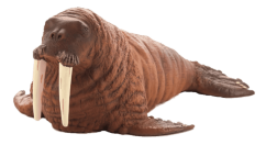 Mojo Walrus