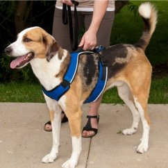 PetSafe® Postroj EasySport červený L